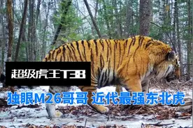 超级虎王T38：独眼M26哥哥，近代最强东北虎！