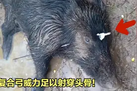 100斤野猪被射穿眉心头骨！丧彪用复合弓狩猎，野猪瞬间毙命！