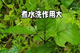 贵州神奇野生植物臭牡丹：神秘草药，洗屁股煲汤两不误，你认识吗