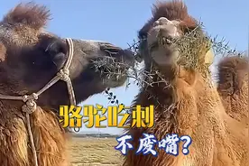 骆驼吃棘刺，5厘米长的棘刺，直接吞入腹中，不废嘴？