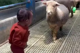 懂利弊的羊，一般能活得久点。