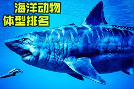 盘点史上最大的海洋动物，巨齿鲨排不进前十，蓝鲸实至名归视频封面