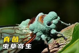 虫草真菌：不仅寄生在宿主身上，还能制衡宿主的种群数量视频封面