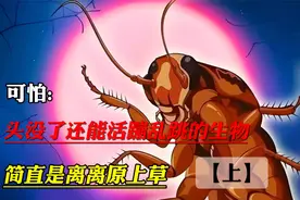 没头还能活蹦乱跳的生物，简直非常离谱