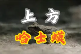 上方哈士蟆 #中国林蛙 #雪蛤 #哈什蚂 #保护动物 #哈士蟆
