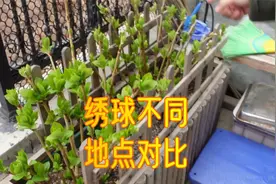 对比实验：同样是无尽夏绣球花，几个栽种位置，表现大不同！