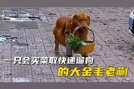 金毛老蒯，同名不同命，每天不仅要帮铲屎官遛狗取快递，还要买菜