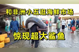 非洲小五带我逛海鲜市场，发现了巨大鲨鱼！石斑鱼只要20元一斤视频封面