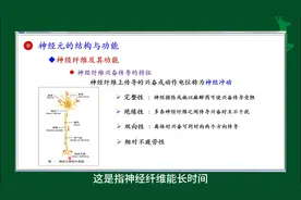 #神经纤维的功能#神经系统的功能#人体生理学#医学知识科普