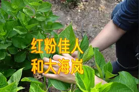 大花绣球大海蓝、粉红佳人，只看叶片能分清吗？视频封面