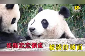 看熊猫妈妈是如何治服多动症的幼崽的，动物界的育儿方式，真服气视频封面