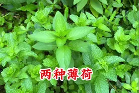 你吃的“薄荷”可能不是薄荷，而是皱叶留兰香，你不了解就亏大了视频封面
