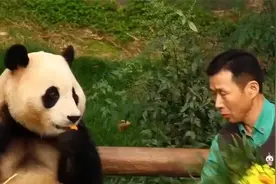 国家赠送大熊猫给香港  ，福宝凭啥脱颖而出  ，七大理由揭秘。视频封面