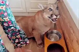 8岁家养美洲狮请求主人喂饭，小语气简直太像个人了视频封面