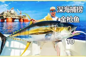 世界上最大的金枪鱼，也要被端上餐桌#纪录片 #钓鱼 #海钓视频封面