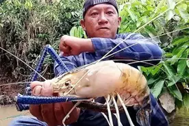 湄公河抓沼泽蓝虾王，体型超过半米长重一斤，个头已经相当凶猛视频封面