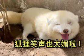 遇到一只狐狸对我疯狂大笑，这是惹上事了？