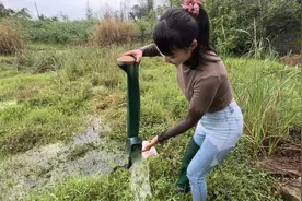 涨水后出现很多黄鳝，这次终于把损失挽回了