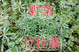 猪都不吃的“拉拉藤”，却能当野菜食用，也是很好的中草药