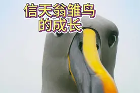 信天翁的雏鸟长大可真不容易，雏鸟出了鸟巢爸爸妈妈就不认它了。