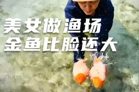 一条兰寿近2斤重！美女的中国金鱼在泰国卖爆了