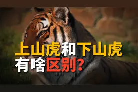 为啥说属虎的不好惹？其实不然，上山虎和下山虎有天差地别！