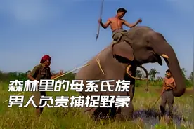 森林深处的母系氏族，由女人传承姓氏，男人们负责捕捉驯化野生象