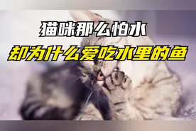猫那么怕水，为什么喜欢吃水里的鱼