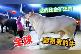 全球十大最昂贵的牛，活着比金矿值钱，榜首牛千年等一回