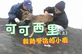 【青海风光】可可西里（上）：在无人区救助受伤的小鹿视频封面