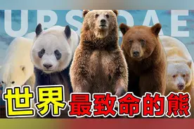 世界上“最致命”的10种巨熊，第一名高4米重3200斤，大熊猫垫底