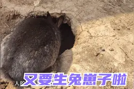 母兔打洞啦，肯定怀孕了，兔子繁殖能力真强，兔群又要壮大啦视频封面