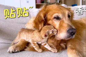 洗完澡的大金毛有多香？小奶猫直接抱着啃！视频封面