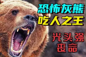 熊出没真相！光头强惨死熊口！视频封面