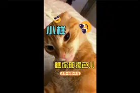 橘猫日常迷惑行为大赏视频封面