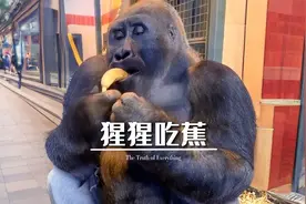 大猩猩明明也会吃香蕉皮，为什么还要把香蕉皮和果肉分开吃？