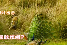 雄孔雀华丽开屏欲展魅力，岂料险遭老虎利爪突袭视频封面