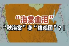 “海棠血泪”——“秋海棠”如何变成“雄鸡图”？！