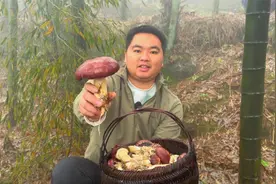 今天来体验一下采蘑菇的乐趣，这种在竹林种植的蘑菇你们见过吗？