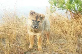 “好狗绝不死在家中”，农村土狗临死前离家的原因，你知道吗？视频封面