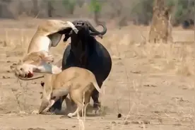 十分钟! 史诗级 激烈的野生动物大战视频封面