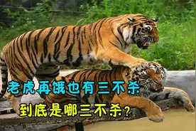 老虎再饿也有三不杀，到底是哪三不杀？这是不是真的？视频封面