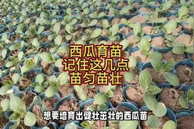 西瓜育苗，只要记住这几点，苗匀苗又壮视频封面