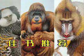 一本书带您了解各种猴子、猩猩、猿、狐猴等