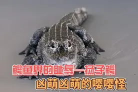 鳄鱼界的耻辱扬子鳄，国家一级保护小废物，最爱吃旺旺雪饼视频封面
