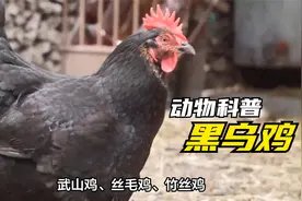 黑乌鸡羽毛皮骨肉内脏趾均为黑色，是我国唯一幸存的珍稀品种。