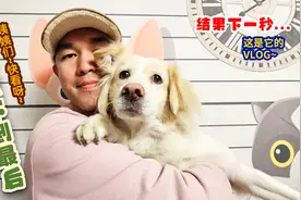 金色边牧边牧金毛串串北京家庭式宠物寄养边牧搞笑纪录片狗狗故事