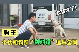 江苏小伙和狗“神对话”逗乐全网，狗子气到跳脚：你在狗叫什么！视频封面