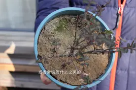 养绣球花遇到盐分积累的问题，怎样做能缓解、解决？视频封面