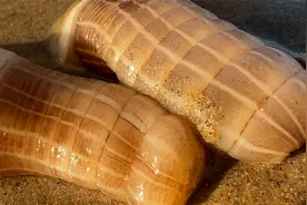 沙滩上不起眼的小洞，底下藏着100多一斤的大货，就是有点累腰！视频封面